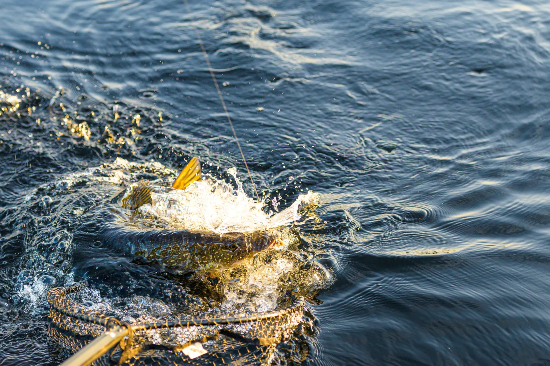 Northern pike being caught in a net